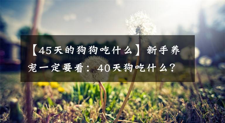 【45天的狗狗吃什么】新手养宠一定要看：40天狗吃什么？幼犬怎么喂食？