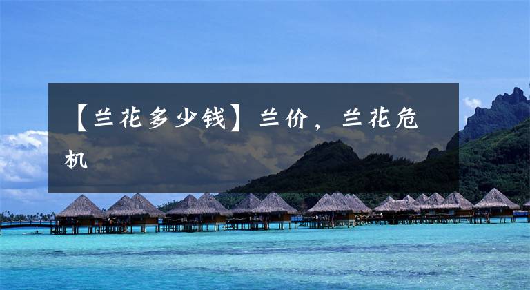 【兰花多少钱】兰价，兰花危机