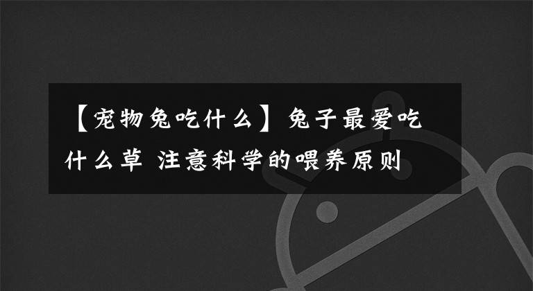 【宠物兔吃什么】兔子最爱吃什么草 注意科学的喂养原则