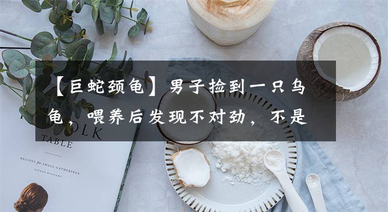 【巨蛇颈龟】男子捡到一只乌龟，喂养后发现不对劲，不是乌龟？