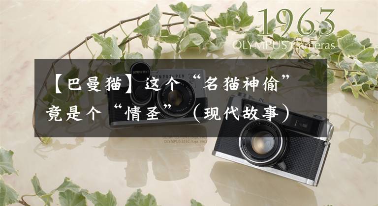 【巴曼猫】这个“名猫神偷”竟是个“情圣”(现代故事)