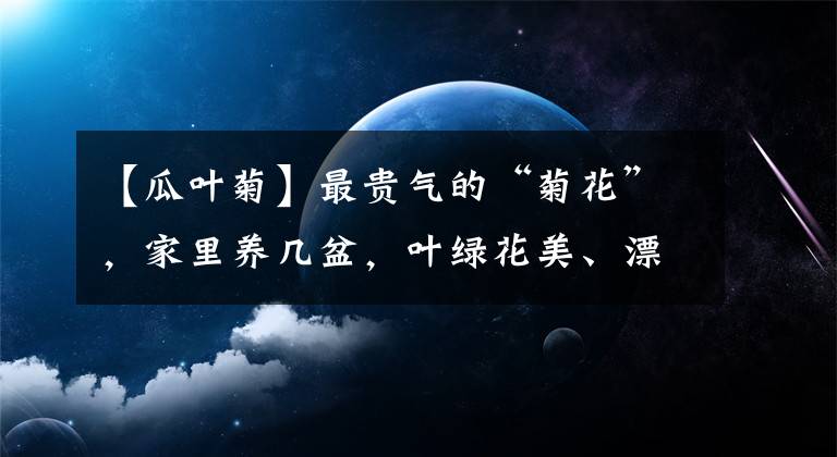【瓜叶菊】最贵气的“菊花”,家里养几盆,叶绿花美、漂亮又喜庆