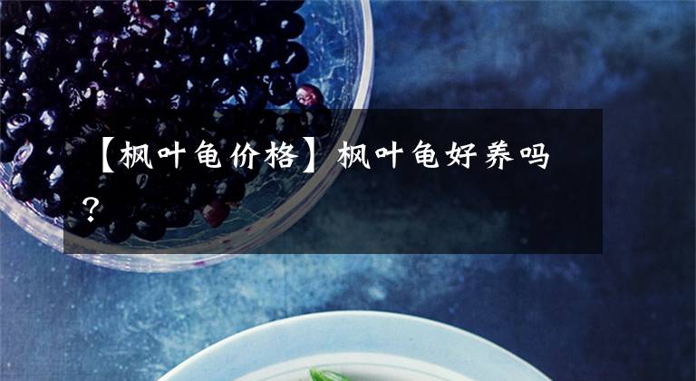 【枫叶龟价格】枫叶龟好养吗？