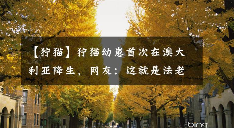 【狞猫】狞猫幼崽首次在澳大利亚降生,网友:这就是法老坟墓的守护神?