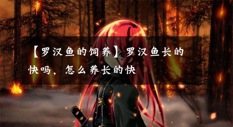 【罗汉鱼的饲养】罗汉鱼长的快吗，怎么养长的快