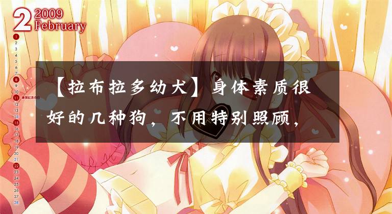 【拉布拉多幼犬】身体素质很好的几种狗,不用特别照顾,适合新手饲养