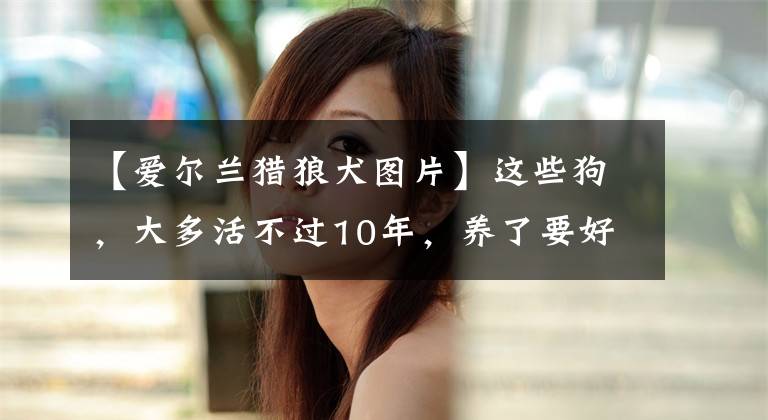 【爱尔兰猎狼犬图片】这些狗，大多活不过10年，养了要好好珍惜