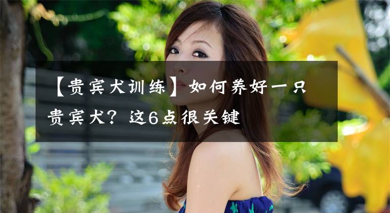 【贵宾犬训练】如何养好一只贵宾犬？这6点很关键