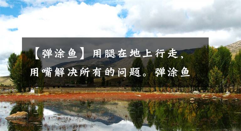 【弹涂鱼】用腿在地上行走，用嘴解决所有的问题。弹涂鱼移到陆地上如何进化