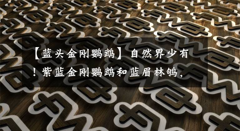 【蓝头金刚鹦鹉】自然界少有！紫蓝金刚鹦鹉和蓝眉林鸲，羽毛为蓝色的鸟类很少见到