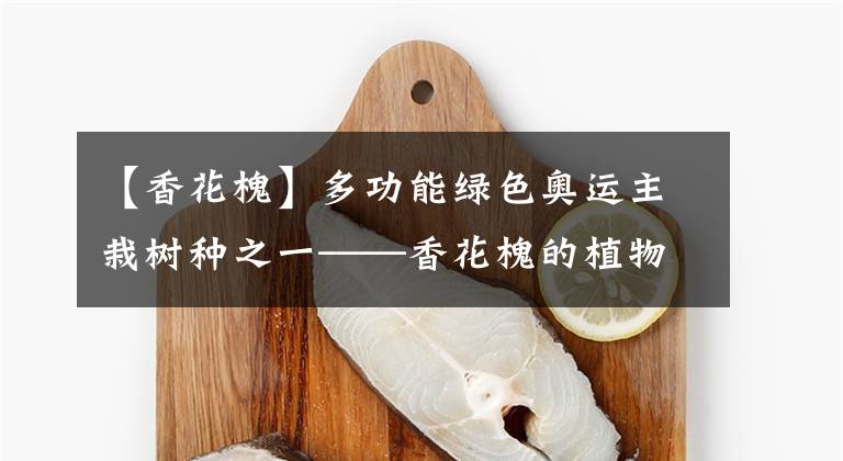 【香花槐】多功能绿色奥运主栽树种之一——香花槐的植物非试管高效快繁