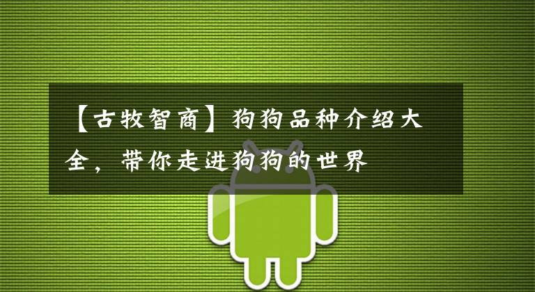 【古牧智商】狗狗品种介绍大全,带你走进狗狗的世界