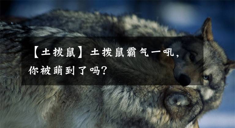 【土拔鼠】土拨鼠霸气一吼,你被萌到了吗?