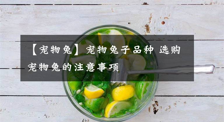 【宠物兔】宠物兔子品种 选购宠物兔的注意事项