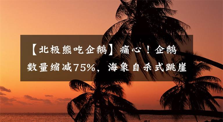 【北极熊吃企鹅】痛心！企鹅数量缩减75%，海象自杀式跳崖，北极熊吃幼崽该警醒了