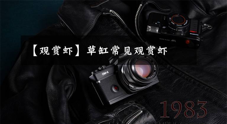 【观赏虾】草缸常见观赏虾