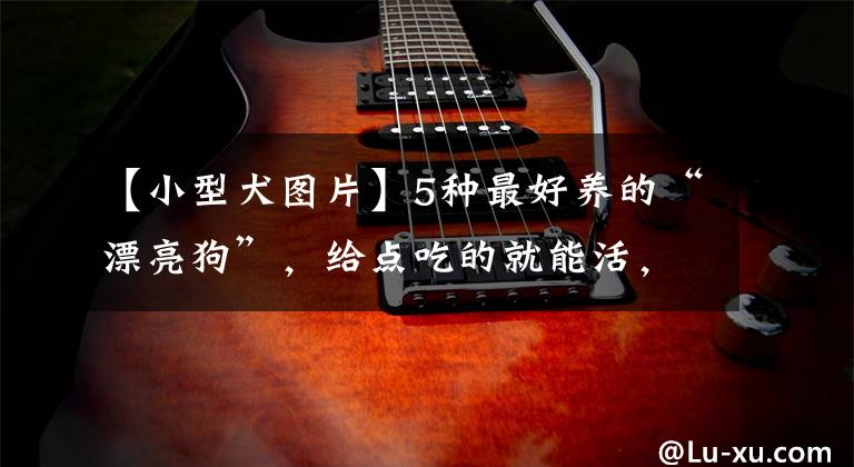 【小型犬图片】5种最好养的“漂亮狗”,给点吃的就能活,你养过吗?