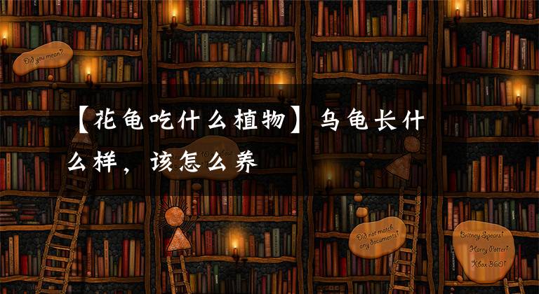 【花龟吃什么植物】乌龟长什么样，该怎么养