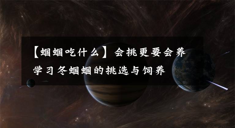 【蝈蝈吃什么】会挑更要会养 学习冬蝈蝈的挑选与饲养