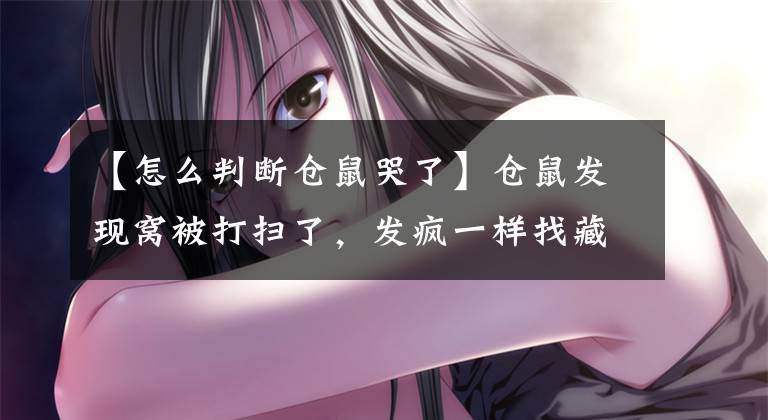 【怎么判断仓鼠哭了】仓鼠发现窝被打扫了，发疯一样找藏的食物，最后都要哭了
