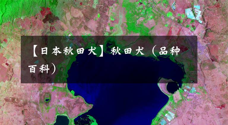 【日本秋田犬】秋田犬（品种百科）