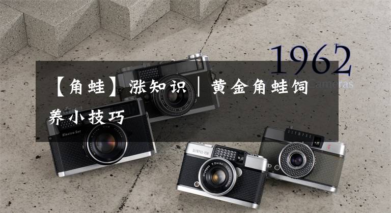 【角蛙】涨知识｜黄金角蛙饲养小技巧