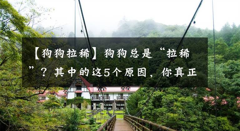 【狗狗拉稀】狗狗总是“拉稀”？其中的这5个原因，你真正了解过没？