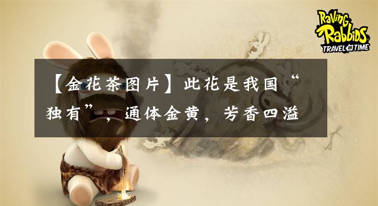 【金花茶图片】此花是我国“独有”，通体金黄，芳香四溢，观赏食用两不误