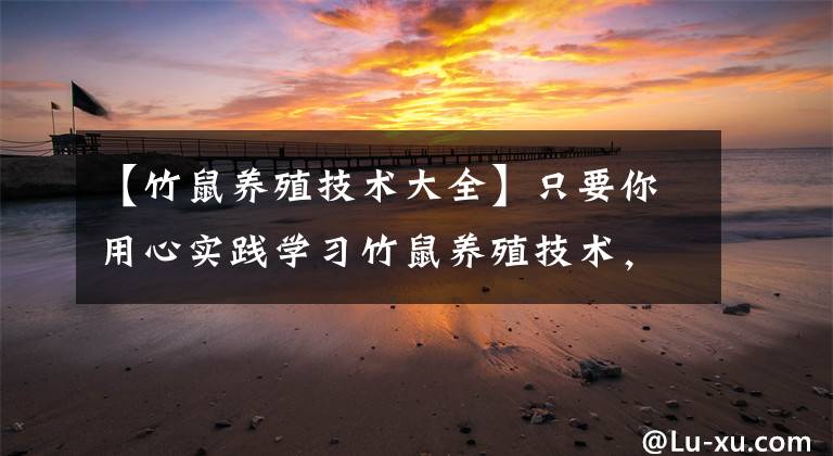 【竹鼠养殖技术大全】只要你用心实践学习竹鼠养殖技术,竹鼠养殖并不难