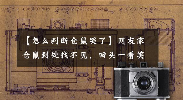 【怎么判断仓鼠哭了】网友家仓鼠到处找不见，回头一看笑了，你这是在练绝世武功吗？
