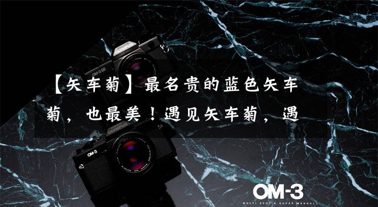 【矢车菊】最名贵的蓝色矢车菊,也最美!遇见矢车菊,遇见幸福