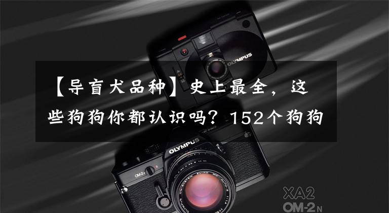 【导盲犬品种】史上最全，这些狗狗你都认识吗？152个狗狗品种及介绍