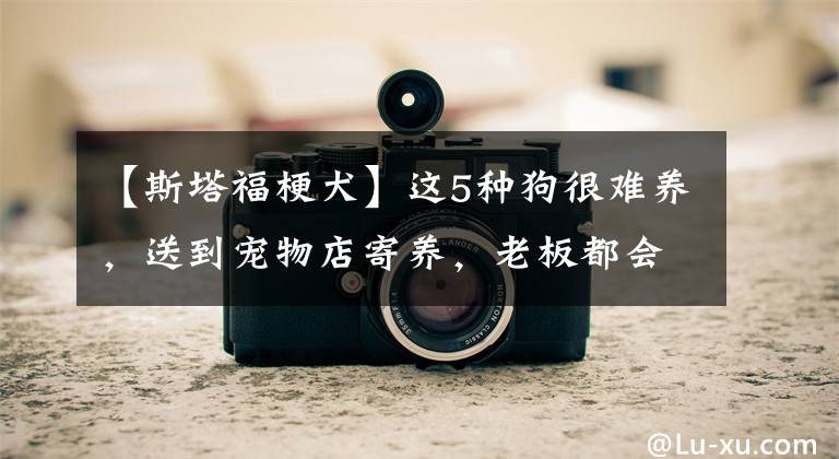 【斯塔福梗犬】这5种狗很难养，送到宠物店寄养，老板都会“嫌弃”它们