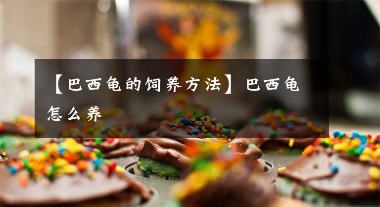 【巴西龟的饲养方法】巴西龟怎么养