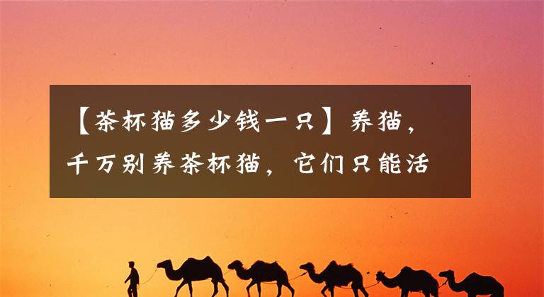 【茶杯猫多少钱一只】养猫，千万别养茶杯猫，它们只能活几年