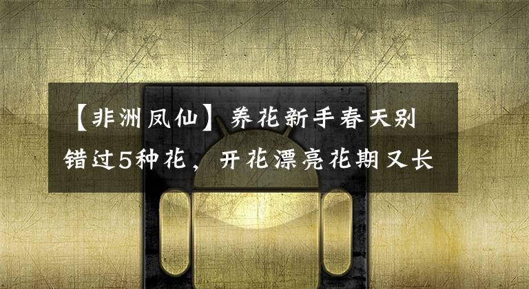 【非洲凤仙】养花新手春天别错过5种花,开花漂亮花期又长