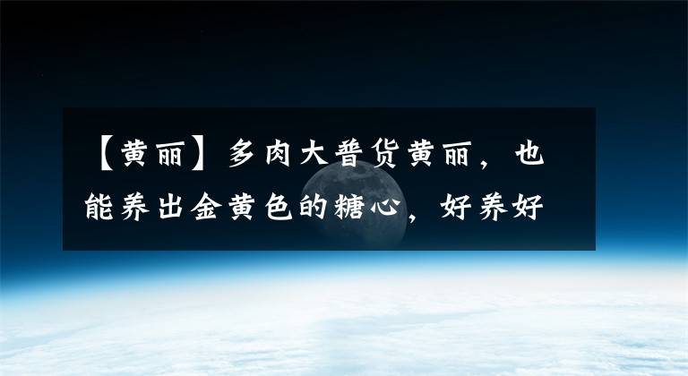 【黄丽】多肉大普货黄丽,也能养出金黄色的糖心,好养好上色,值得推荐