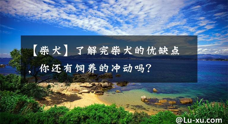 【柴犬】了解完柴犬的优缺点,你还有饲养的冲动吗?