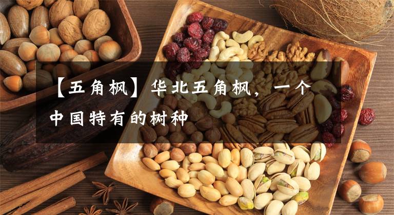 【五角枫】华北五角枫,一个中国特有的树种