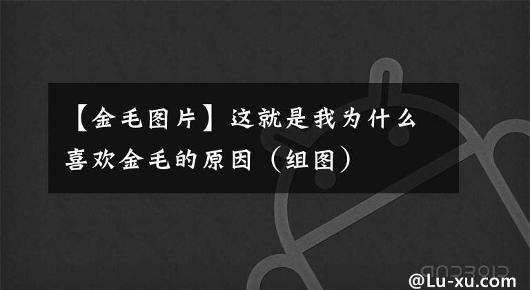 【金毛图片】这就是我为什么喜欢金毛的原因（组图）