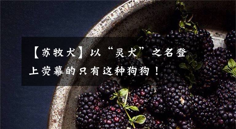【苏牧犬】以“灵犬”之名登上荧幕的只有这种狗狗！