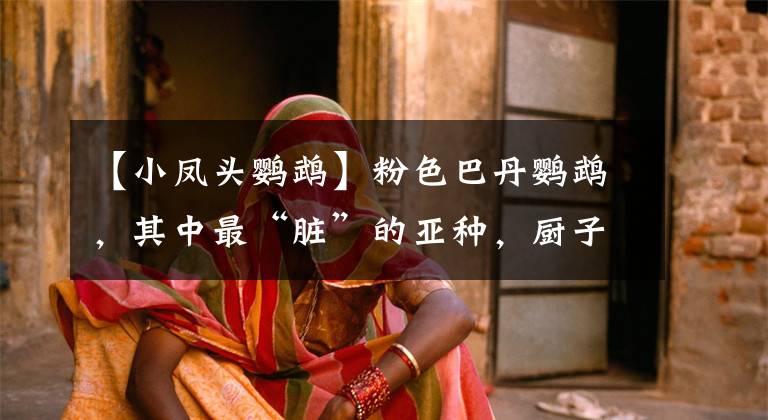 【小凤头鹦鹉】粉色巴丹鹦鹉,其中最“脏”的亚种,厨子也是第一次听这一说法