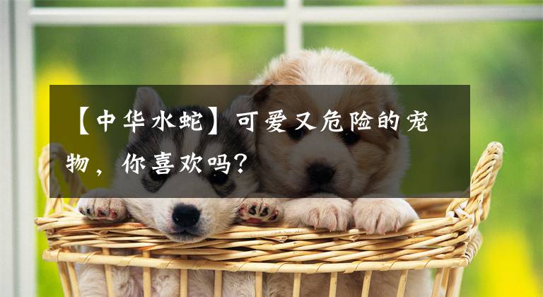 【中华水蛇】可爱又危险的宠物,你喜欢吗?