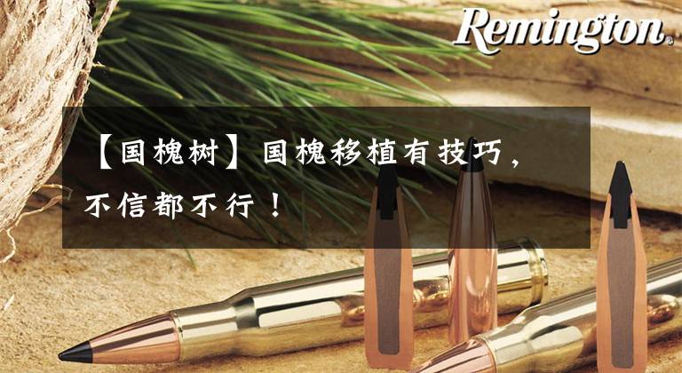 【国槐树】国槐移植有技巧,不信都不行!