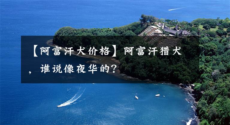 【阿富汗犬价格】阿富汗猎犬，谁说像夜华的？