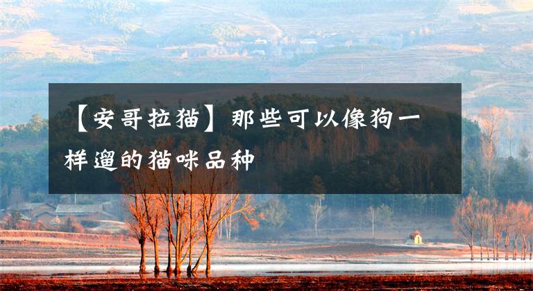 【安哥拉猫】那些可以像狗一样遛的猫咪品种