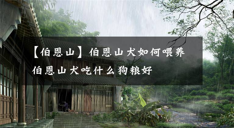 【伯恩山】伯恩山犬如何喂养 伯恩山犬吃什么狗粮好
