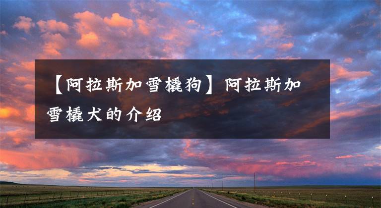 【阿拉斯加雪橇狗】阿拉斯加雪橇犬的介绍