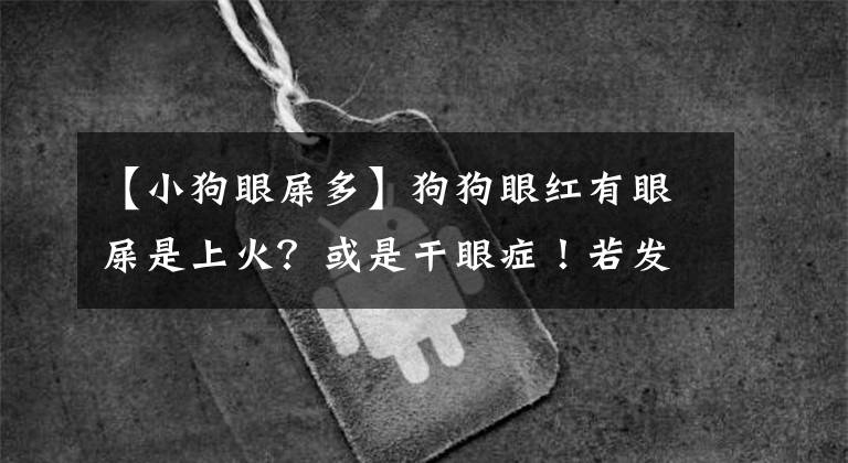 【小狗眼屎多】狗狗眼红有眼屎是上火？或是干眼症！若发现不及时，严重可致失明