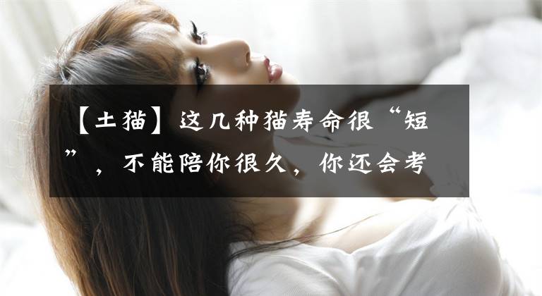 【土猫】这几种猫寿命很“短”，不能陪你很久，你还会考虑养吗？